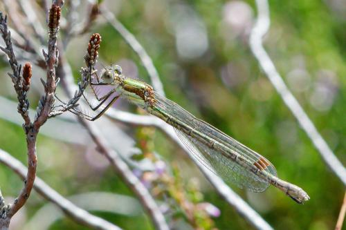 Lestes sponsa